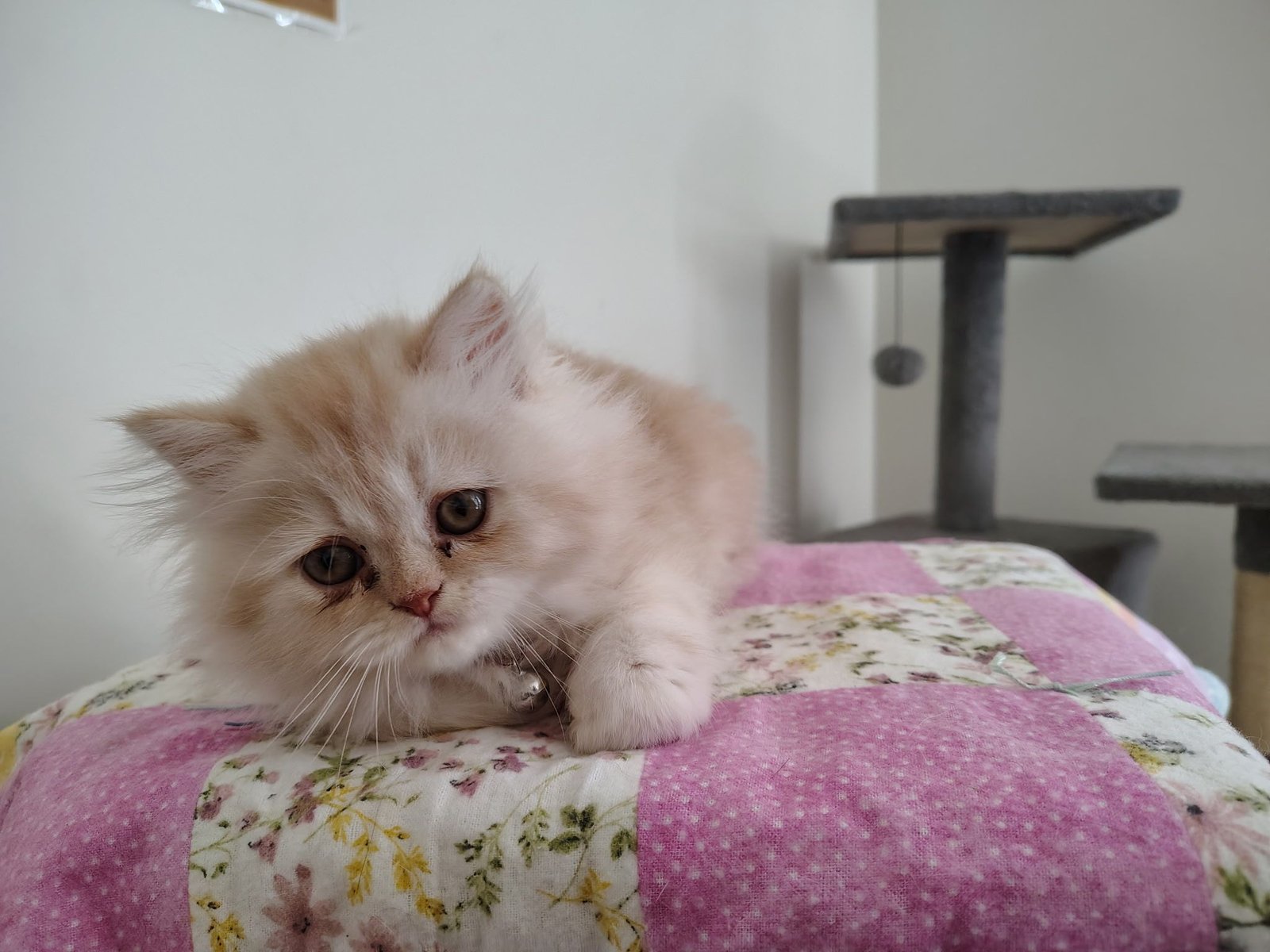 Chewy