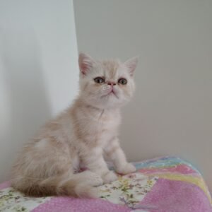 Whitey: A cream-colored exotic shorthair looks up.