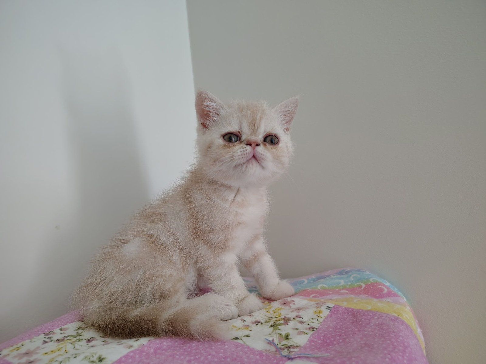 Whitey: A cream-colored exotic shorthair looks up.